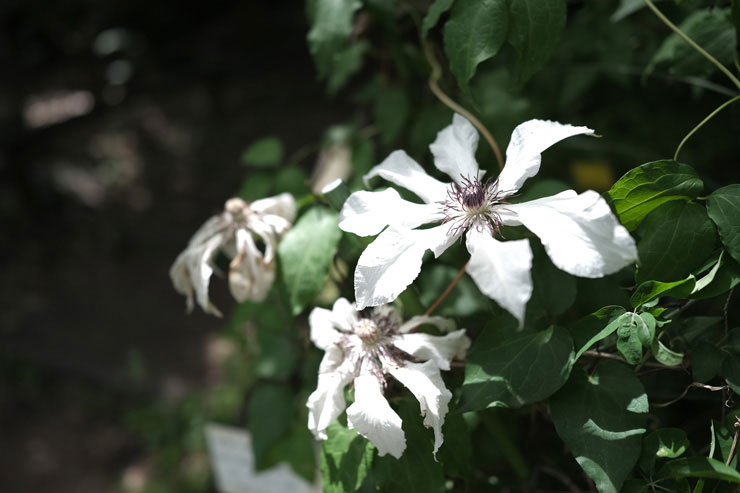 FUJIFILM フジノンレンズ XF18mmF1.4 R LM WRで撮影したクレマチスの花の画像