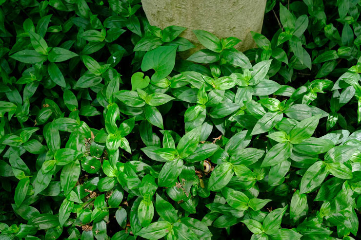 FUJIFILM フジノンレンズ XF18mmF1.4 R LM WRで撮影した密集した緑の植物の画像