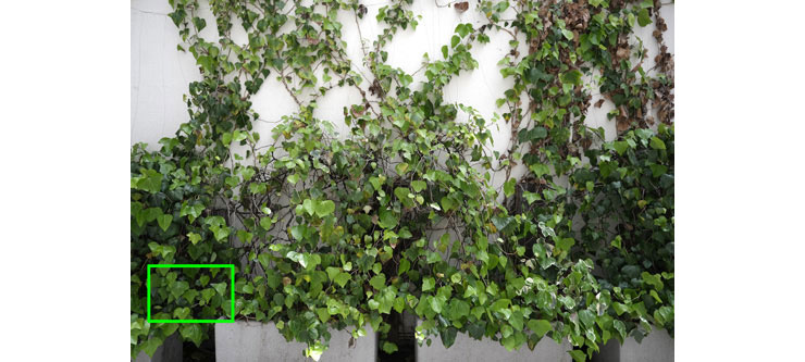 FUJIFILM フジノンレンズ XF18mmF1.4 R LM WRで撮影した壁を覆うツタ植物の画像（拡大前）