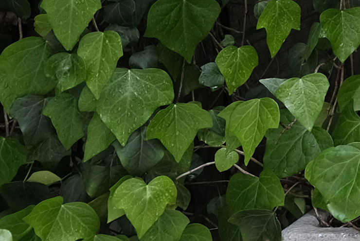 FUJIFILM フジノンレンズ XF18mmF1.4 R LM WRで撮影した壁を覆うツタ植物の画像（拡大後）