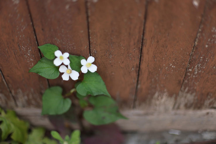 Canon EF50mm F1.4 USMで撮影したドクダミの花の画像