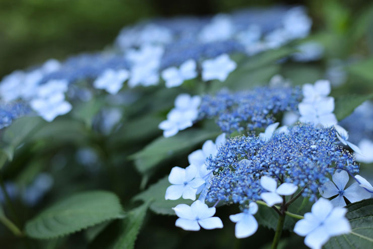 Canon EF50mm F1.4 USMで撮影した水色の紫陽花の画像