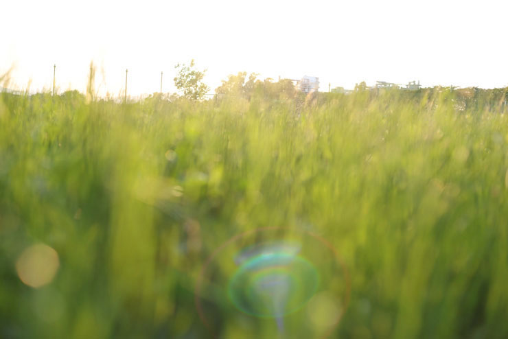 Canon EF50mm F1.4 USM 実写レビュー Canon EF50mm F1.4 USM 実写レビュー