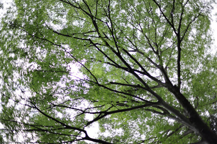 Canon EF50mm F1.4 USMで見上げるように撮影した大きな木の画像