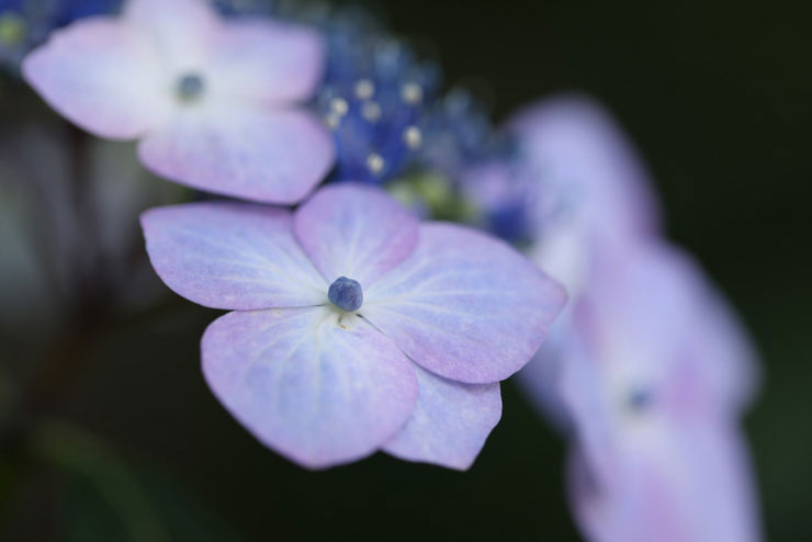 CanonEF100mm F2.8Lマクロ IS USM 実写レビュー