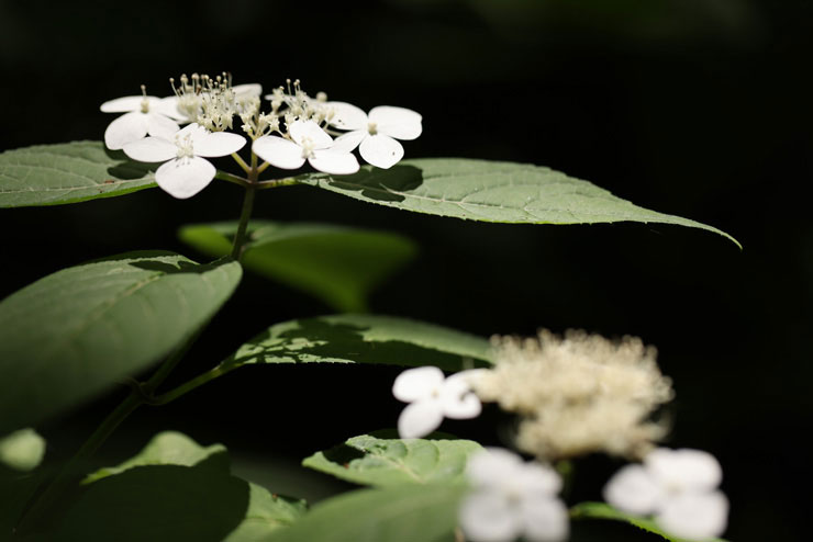 CanonEF100mm F2.8Lマクロ IS USM 実写レビュー