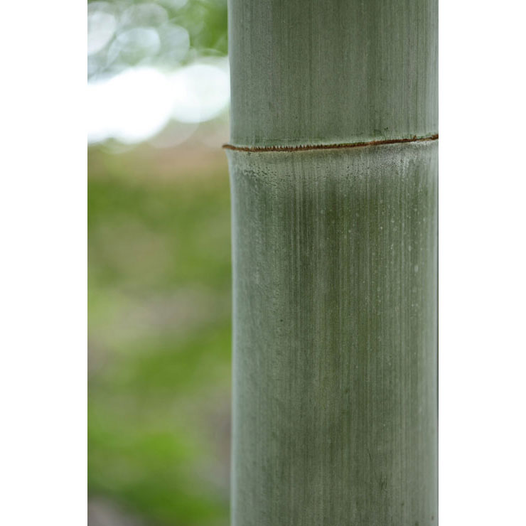 CanonEF100mm F2.8Lマクロ IS USM 実写レビュー CanonEF100mm F2.8Lマクロ IS USM 実写レビュー