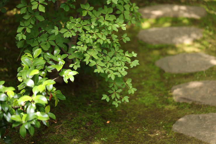 Canon EF100mm F2.8Lマクロ IS USMで撮影した石畳の通路の脇に植えられた植物の画像