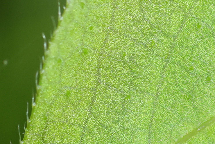 Canon EF100mm F2.8Lマクロ IS USMで撮影した苔の上に伸びた若葉の画像（拡大後）