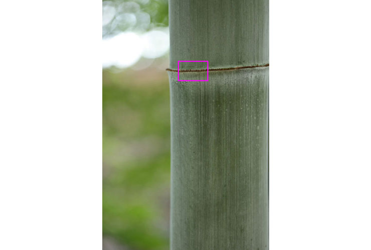 Canon EF100mm F2.8Lマクロ IS USMで撮影した竹の節の画像（拡大前）