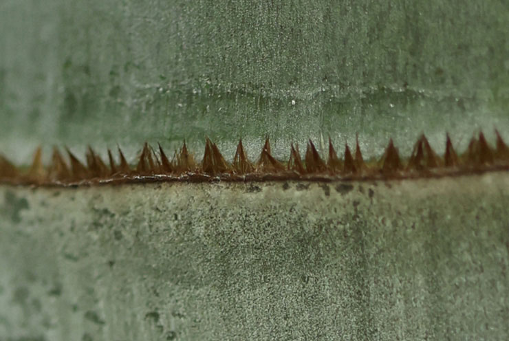 Canon EF100mm F2.8Lマクロ IS USMで撮影した竹の節の画像（拡大後）