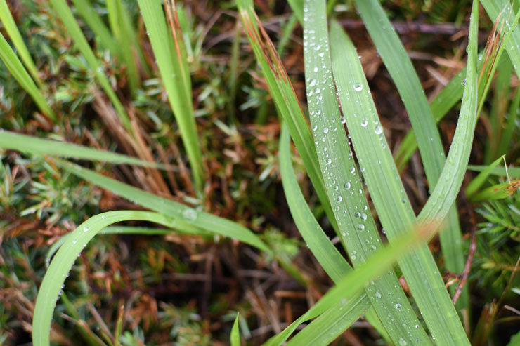 Nikon AF-S DX NIKKOR 35mm f/1.8Gで撮影した水滴が乗った雑草の画像