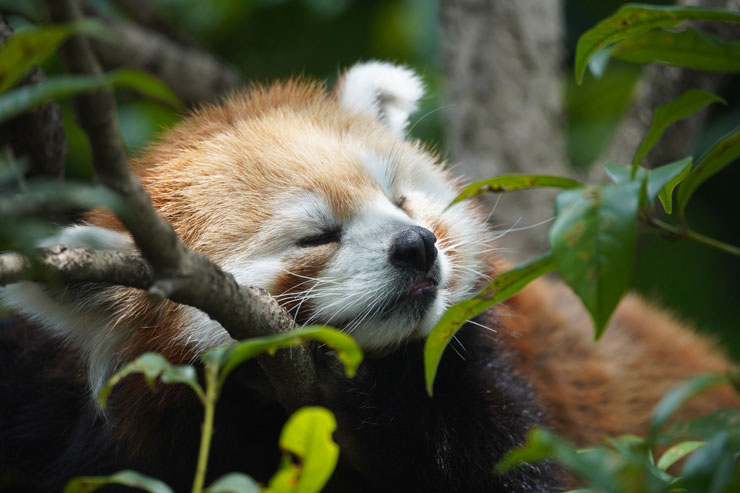 TAMRON 150-500mm F/5-6.7 Di III VC VXDで撮影した眠るレッサーパンダの画像