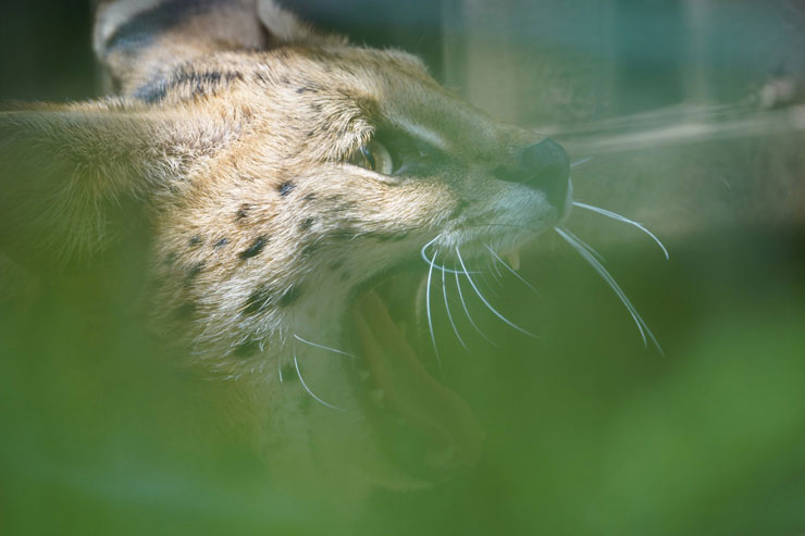 TAMRON 150-500mm F/5-6.7 Di III VC VXDで撮影した口を大きく開けるサーバルキャットの画像