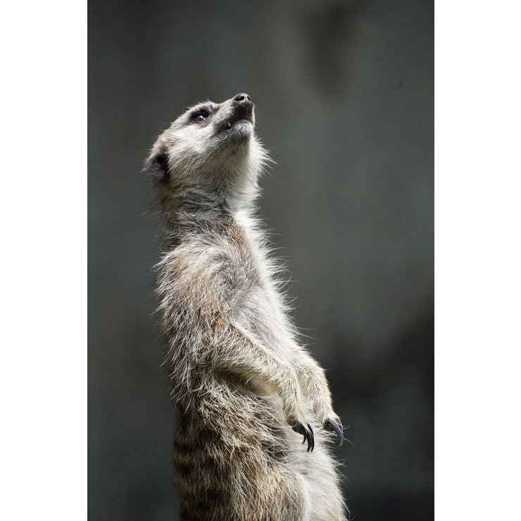 TAMRON 150-500mm F/5-6.7 Di III VC VXDで撮影した立ち上がっているミーアキャットの画像