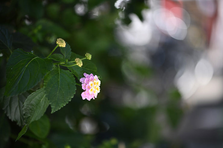 Nikon AF-S VR Micro-Nikkor 105mm f/2.8G IF-ED 作例：花