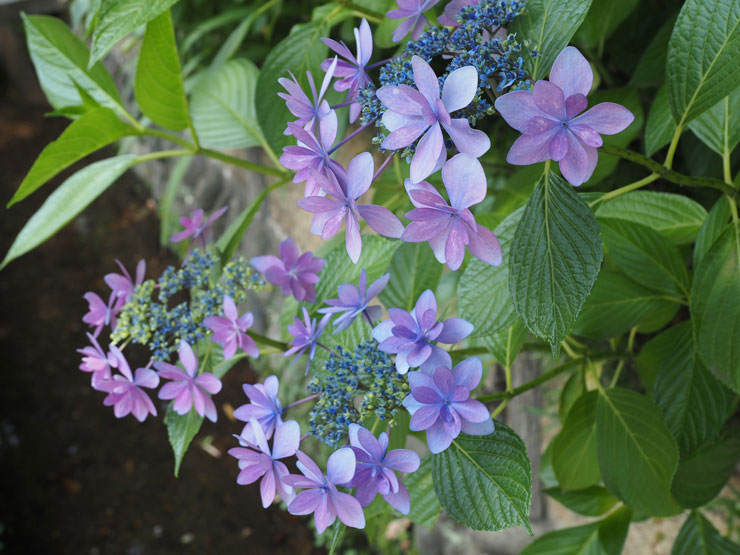 M.ZUIKO DIGITAL ED 8-25mm F4.0 PRO 作例：紫陽花
