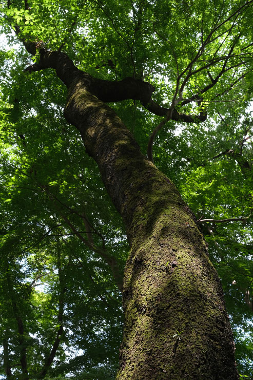 フジノンレンズ XF27mmF2.8 作例：苔生した木