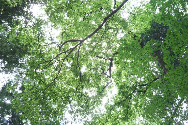 フジノンレンズ XF27mmF2.8 作例：F8