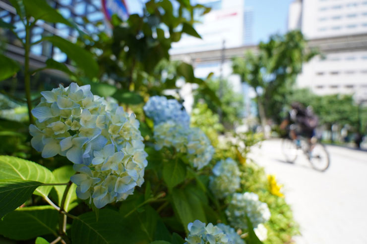 TAMRON11-20mm F/2.8 Di III-A RXD 作例：紫陽花