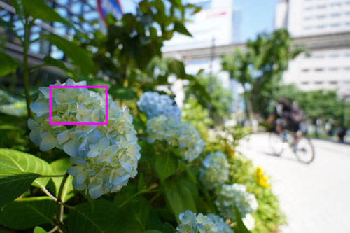 TAMRON11-20mm F/2.8 Di III-A RXDの画質：紫陽花