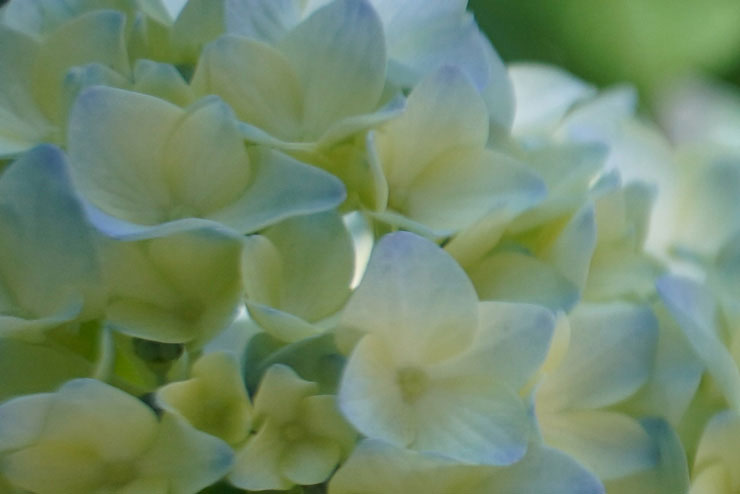 TAMRON11-20mm F/2.8 Di III-A RXDの画質：紫陽花を拡大