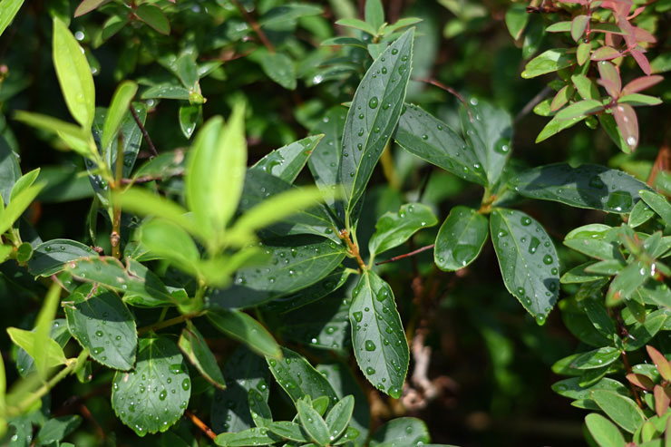 Nikon AF-S NIKKOR 58mm f/1.4G 作例： 雨に濡れた植物