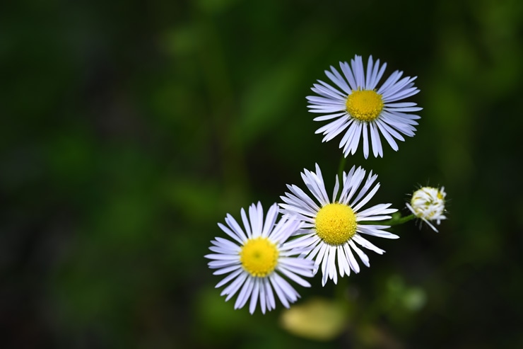 Nikon NIKKOR Z MC 50mm f/2.8 作例：花
