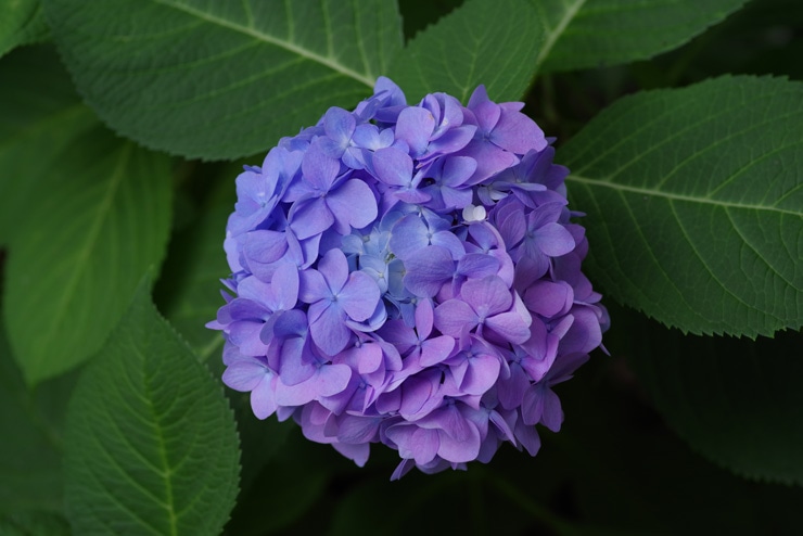 PENTAX smc PENTAX-D FA MACRO 100mmF2.8 WR 作例：紫陽花