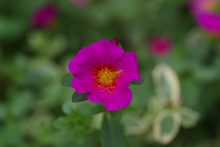PENTAX smc PENTAX-D FA MACRO 100mmF2.8 WR 作例：ピンク色の花