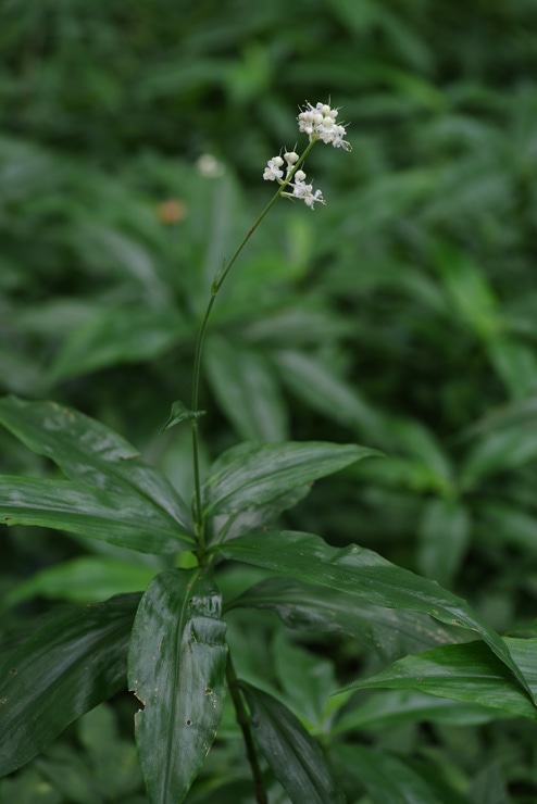 PENTAX smc PENTAX-D FA MACRO 100mmF2.8 WR 作例：白色の花