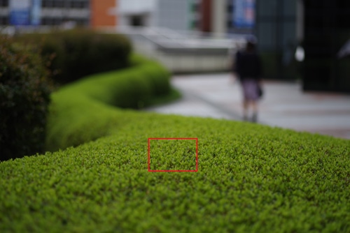PENTAX smc PENTAX-D FA MACRO 100mmF2.8 WR 画質：低木の画像