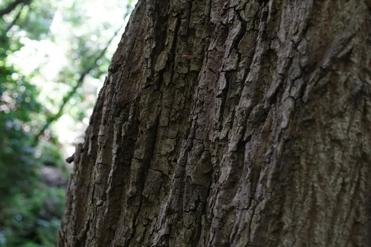 PENTAX HD PENTAX-DA 35mmF2.8 Macro Limited 作例：木(接写)
