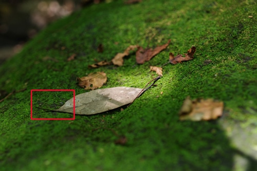 PENTAX HD PENTAX-DA 35mmF2.8 Macro Limited 画質：藻と落ち葉