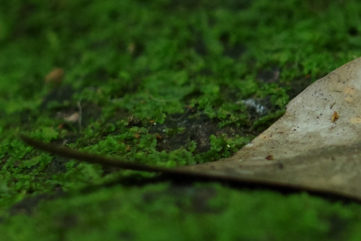 PENTAX HD PENTAX-DA 35mmF2.8 Macro Limited 画質：藻と落ち葉(拡大)