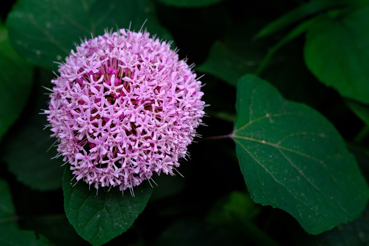 Voigtlander NOKTON 35mm F1.2 X-mount 作例：花