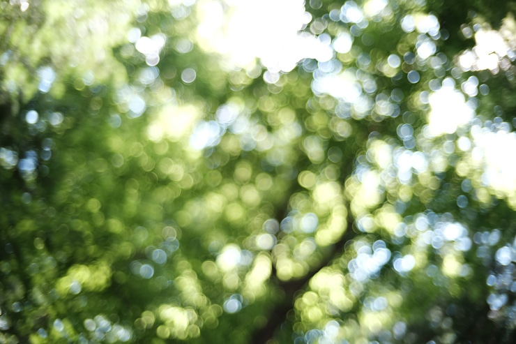 Voigtlander NOKTON 35mm F1.2 X-mount 作例：開放F1.2の玉ボケ