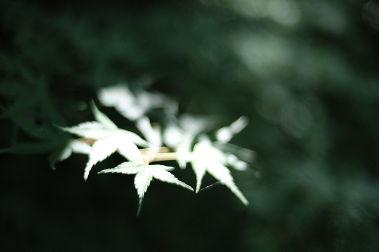 Voigtlander NOKTON 35mm F1.2 X-mount 作例：紅葉