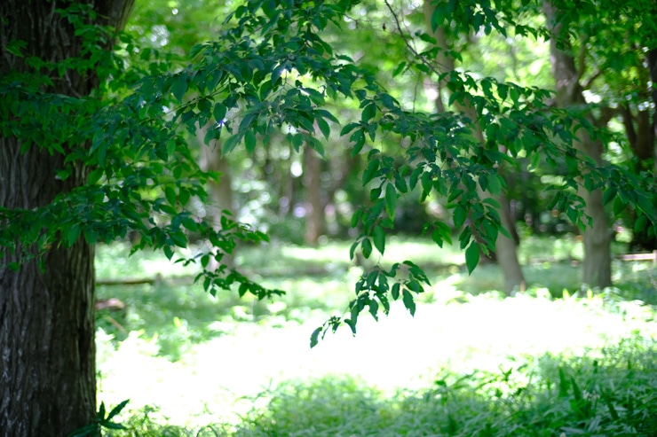 Voigtlander NOKTON 35mm F1.2 X-mount 作例：明暗差