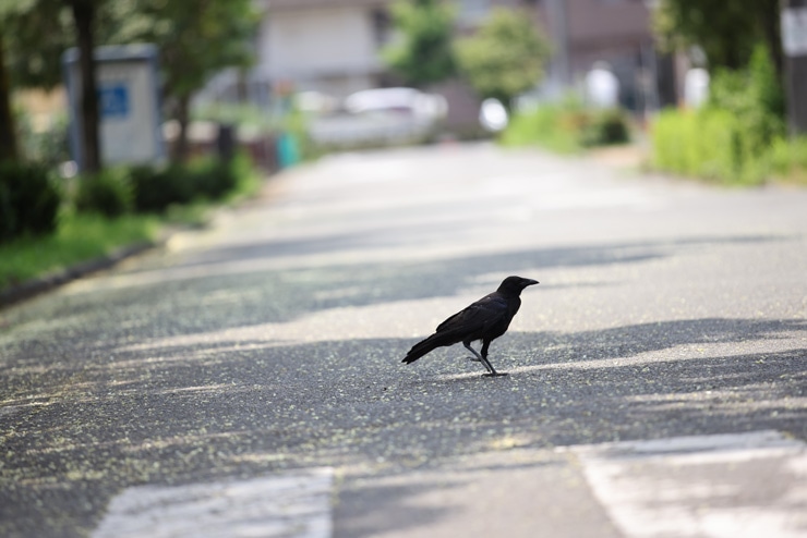 Canon EF 70-200mm F2.8 L IS II USM 作例：カラス