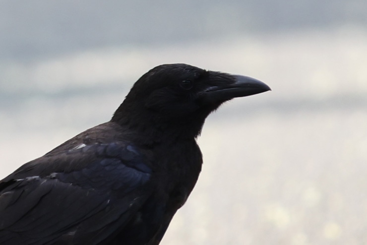 Canon EF 70-200mm F2.8 L IS II USM 作例：カラス(拡大)
