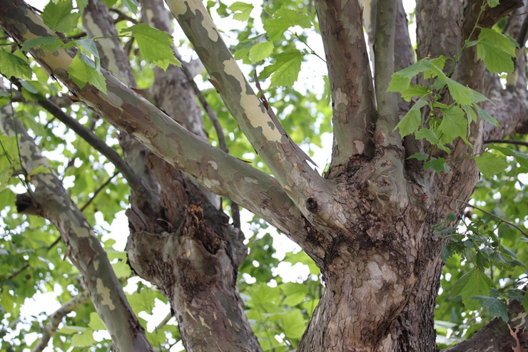 Canon EF 70-200mm F2.8 L IS II USM 作例：木