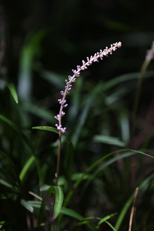 Canon EF 70-200mm F2.8 L IS II USM 作例：植物
