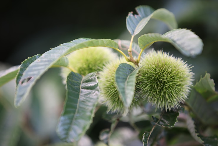 Canon EF 70-200mm F2.8 L IS II USM 作例：栗