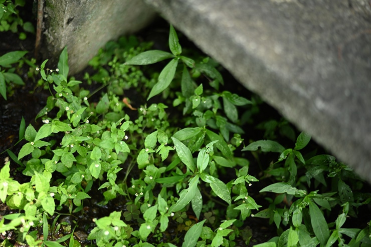 Nikon AF-S NIKKOR 50mm f/1.8 G 作例：草