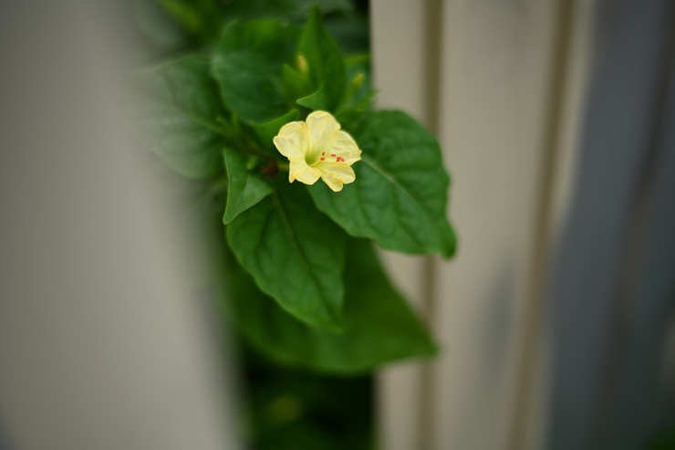 Nikon AF-S NIKKOR 50mm f/1.8 G 作例：花