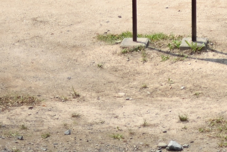 Nikon AF-S NIKKOR 50mm f/1.8 G 画質：グラウンド(拡大した画像)