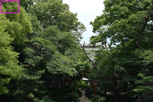 Nikon AF-S NIKKOR 50mm f/1.8 G 画質：木々