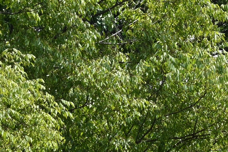 Nikon AF-S NIKKOR 50mm f/1.8 G 画質：木々(拡大した画像)