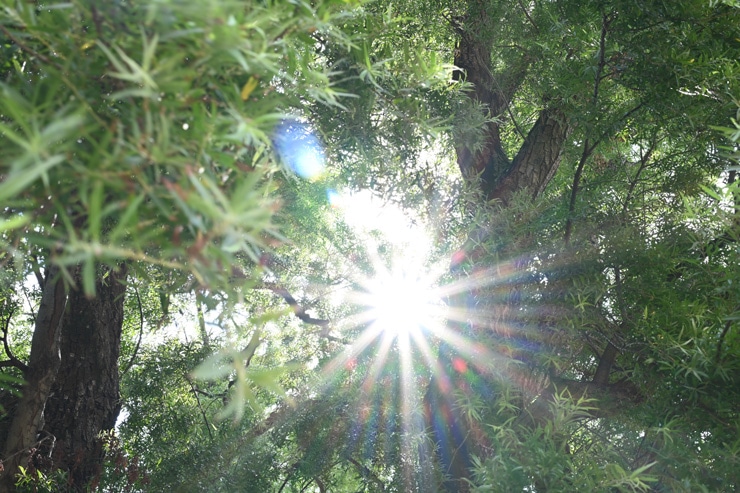 Nikon AF-S NIKKOR 50mm f/1.8 G 実写レビュー